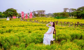 Mê mẩn trước cánh đồng cúc sao băng độc nhất tại Hà Nội