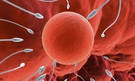 Uống nhiều rượu sẽ mất ‘con giống’