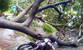 TPHCM: Cây xanh đổ hàng loạt làm nhiều người bị thương