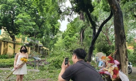 Mặc cây đổ la liệt, nhiều người vẫn ‘mê’ check-in trên tuyến đường nổi tiếng đẹp nhất Hà Nội 