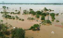 Nước lũ nhấn chìm vườn đào Nhật Tân, bãi đá sông Hồng 