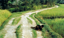 Bức ảnh “Hai đứa trẻ Mỹ Lai” 43 năm trước của R.Haeberle