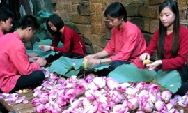 Trà sen cổ Hà Thành: 5 triệu/kg, có tiền không dễ mua