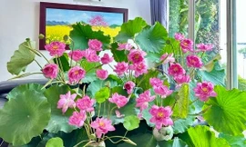 Hà Nội: Ngỡ ngàng 'đầm sen' thơm ngát, siêu đẹp được cắm ngay tại nhà