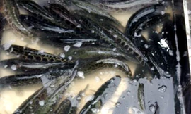 Cá quả Trung Quốc bán tại chợ Yên Sở (Hoàng Mai, Hà Nội)