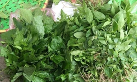 Được chuộng mua nên dân buôn thể thu được nửa triệu/ngày từ việc kiếm rau dại bán