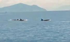Đàn cá heo gần 100 con bơi lội tung tăng trên vịnh Nha Trang