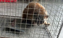 Phát hiện cu li quý hiếm trong vườn lúc đêm tối