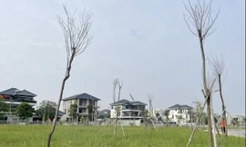 Vì sao gần 550 cây xanh chết khô tại công viên 40 tỷ đồng?