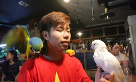 Chú vẹt Nam Mỹ giá hơn 2.000 USD với bộ lông sặc sỡ...