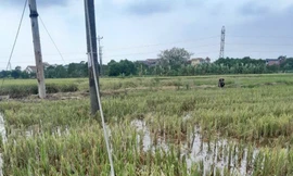 2 công nhân tử vong khi đang sửa đường dây điện