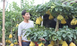 Anh Nguyễn Phú Dũng bên gốc phật thủ bonsai ưng ý