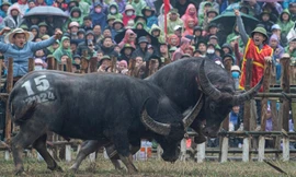 Xẻ thịt trâu vô địch, bán giá 7 triệu đồng/kg tại lễ hội chọi trâu Hải Lựu
