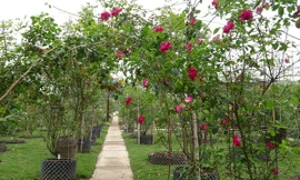 Mãn nhãn vườn hồng cổ 2 vạn gốc quý hiếm bậc nhất Hà Nội