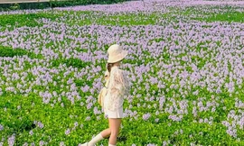 Ngắm cánh đồng bèo tây tím đẹp hút hồn tại Hà Nội 