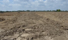 Hàng trăm ha đất công ở Cà Mau được cho thuê, mượn không đúng quy định. (Ảnh minh họa)