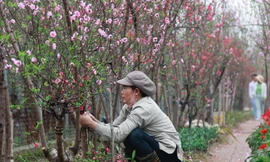 Hà Nội: Đào nở sớm, người trồng đào nguy cơ 'không có Tết'