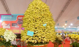 Cận cảnh chậu lan hồ điệp khổng lồ gần 1 tỷ đồng chờ người mua