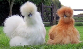 Gà Silkie hay còn gọi với cái tên dân dã là gà lông xù đang được rất nhiều người lùng mua