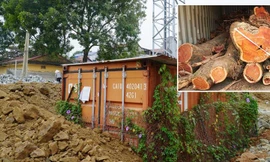 Số phận hẩm hiu của cây sưa 'trăm tỷ' 4 lần đấu giá vẫn 'ế khách' ở Hà Nội