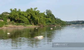 Kinh hoàng hàng trăm bao tải chứa xác gia súc, gia cầm 'hành hạ' người dân Thủ đô