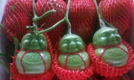 Dưa lê Thần tài "tí hon" có xuất xứ từ Trung Quốc giá dao động khoảng 35.000 - 50.000 đồng một quả