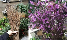 'Đỗ quyên ngủ đông': Hoa lạ như củi khô, cơn sốt Tết 2018