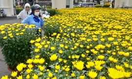 Hoa Tết 'đổ bộ' phố Tây Đô