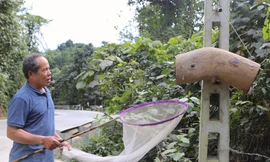 Ngược ngàn rong ruổi săn ong rừng