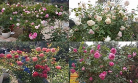 Ghé thăm vườn hồng không mất phí và đẹp hơn lễ hội hoa hồng