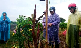 Bố mẹ đẻ chị Huyền đội mưa thắp hương nhận mộ con