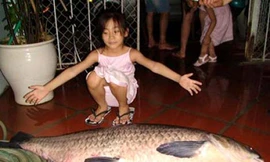 Trắm đen nặng 37kg do một "cần thủ" ở Hoàn Kiếm câu được