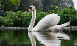Đàn thiên Nga tại hồ Thiền Quang sau 5 năm nuôi thí điểm giờ ra sao?