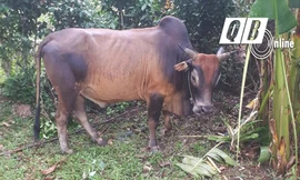 Con bò gây ra cái chết của bà Phạm Thị V. ở xã Liên Trạch (Bố Trạch).