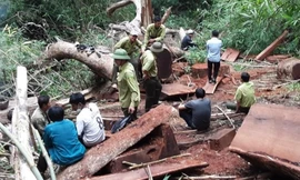 Cận cảnh khám nghiệm hiện trường vụ khai thác gỗ giáng hương ở Vườn Quốc gia Yok Đôn