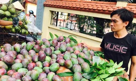 Loại xoài vỏ tím bầm đang được bán khá nhiều ở Hà Nội