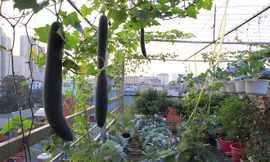 Chị Huyền (đang công tác tại Học viện Phụ nữ Việt Nam) chia sẻ, những năm gần đây con cái đã lớn, công việc cũng ổn định nên chị có thời gian tìm thêm niềm vui trong việc trồng trọt. Từ cuối năm ngoái chị đã mua những giỏ hoa và kệ hai tầng trồng rau đặt 