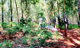 Khu rừng cao su nơi phát hiện xác nạn nhân