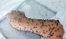 Lạ lùng nghề ngồi im cho muỗi đốt, hàng trăm con bâu đen kịt tay ở Hà Nội