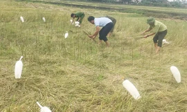 Quảng Bình nghiêm cấm cán bộ, người dân xâm hại chim trời 