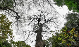 Cây muồng ngủ hơn 100 tuổi ở công viên Bách Thảo chết khô