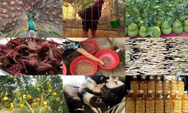 Dân thành phố rục rịch “săn lùng” đặc sản “nghìn đô” làm quà Tết