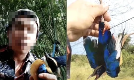 Chiêu tận diệt chim trời: Khâu mắt chim sống, bẫy lưới tàng hình