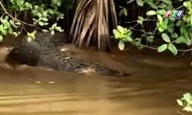 Cận cảnh cá sấu dài 2m xuất hiện trên kênh ở Bến Tre