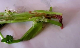 Hình ảnh chia sẻ trên mạng gây hoang mang cho người dân