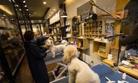 Người Hà Nội chi tiền triệu làm đẹp thú cưng đón Tết