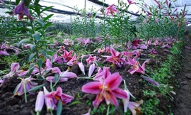 Hoa nở sớm rụng đỏ gốc khiến mỗi gia đình trồng ly bị lỗ 50-60 triệu đồng/sào vì phải bán giá rẻ