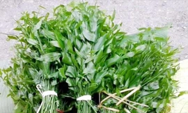 Rau ngót 200.000 đồng/kg khiến ai cũng sửng sốt