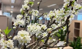 Cành hoa mận Tây Bắc ồ ạt về Hà Nội giá chỉ từ 5.000 đồng