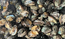 Hải sản 'quý tộc' đua nhau đổ bộ chợ Thủ đô, có loại giá rẻ như rau